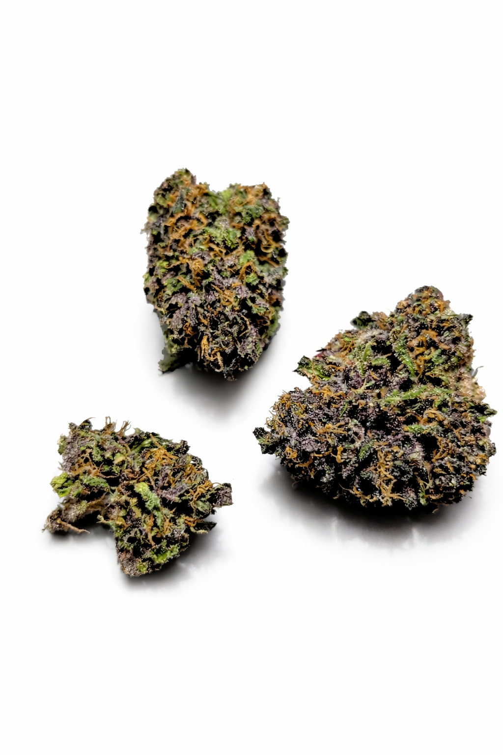 Les p’tites têtes de violette